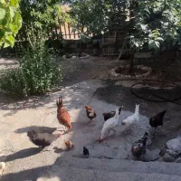 مرغ