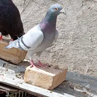 نر پلاکی دوخط مست فروشی