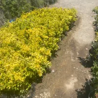 شمشاد طلایی ۲۰هزار