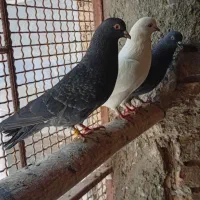 کفتر