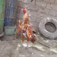 جوجه