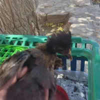 جوجه کاکولی تعداد بالا