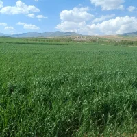 راننده کمباین مخام