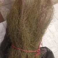 جارومحلی