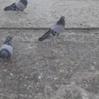 س عدد نر سبر کمر سبز شکارن س تاش باهم  یکو دویست