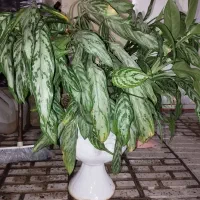 گل سالم و سرحال با گلدان سفالی
