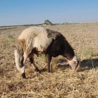 قوچ|حیوانات مزرعه|مه ولات, |دیوار