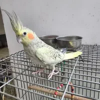 عروس هلندی قد و قامت بلند۰