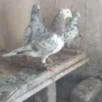 سار کاکلی نر سار کرمونی نروماده