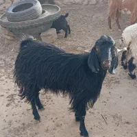 کهر نر