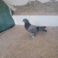 مفلق پرشی