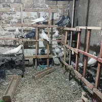 کفتر