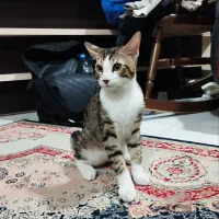 واگذاری گربه dsh