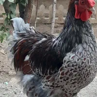 خروس ویاندوت بلورد