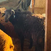 قوچ هترو یکساله شیشک