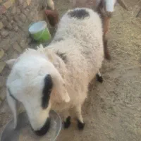 شیشک چینی و بره ماده یک ساله