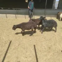 بره ماده همو