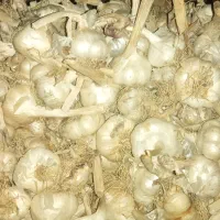 سیر محلی