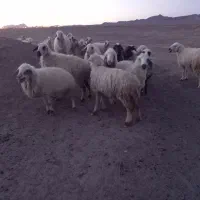میش جوان وچاق