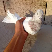 کاه ای.|پرنده|بم, |دیوار