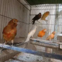 تعدادی قناری و سهره