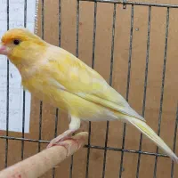 یک جفت قناری نر و ماده