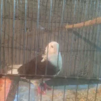 کبوتر شازده