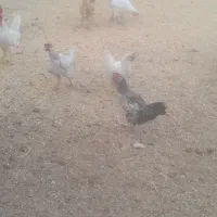 مرغ