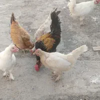 مرغ و خروس