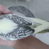 عروس هلندی دوکت