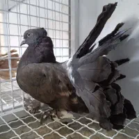کبوتر جفت جوجه