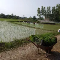 برنج درشت سر لاشه و نیم دانه هاشمی تازه