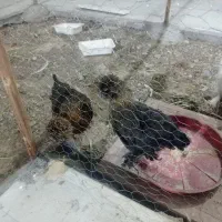 8عدد جوجه 4ماهه 3عدد سلطان و 2لهستانی و2 معمولی