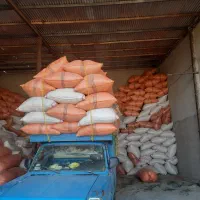 کاه گندم برای گوسفند