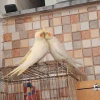 عروس هلندی سخنگو