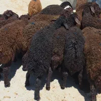 ۲۳راس بره نر قزل افشار