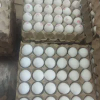 پخش تخم مرغ مطهر
