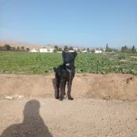 دوعدد ماده سرابی