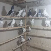 کفتر|پرنده|کاشان, بازار کاشان|دیوار