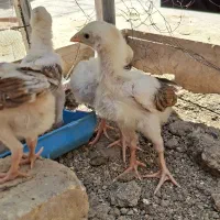 جوجه لاری|حیوانات مزرعه|سمنان, |دیوار