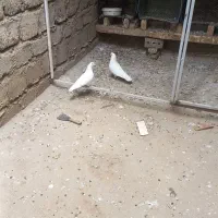 کبوترپرشی