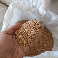 . .گندم .