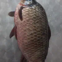 ماهی تازه کپور