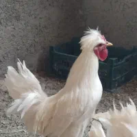 تخم نطفه دار سلطان