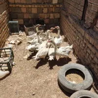 غاز جوان یک ساله