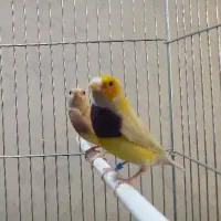 فنچ گلدین مولد و تازه بالغ