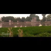 نشا چلتوک