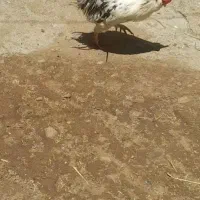 خروس گلین