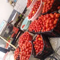 آبگیری گوجه آب گوجه گیری «شبانه روزی»