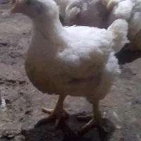 مرغ گوشتی ارگانیک